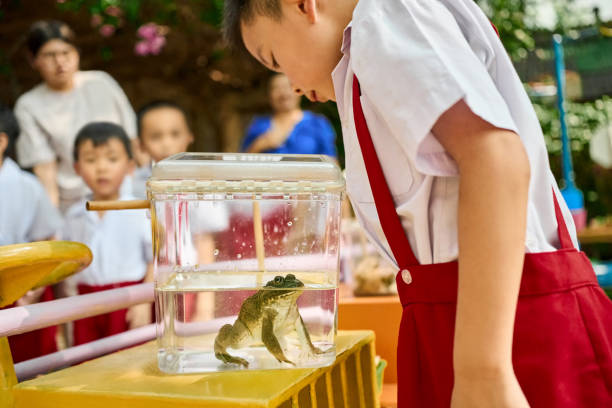 istock Schoolboy observing a frog in glass box during an outdoor science class 2162039987
