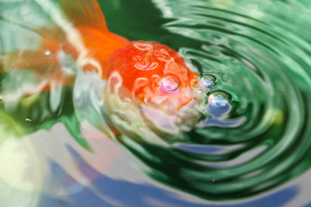 Oranda goldfish isolated on white background close up