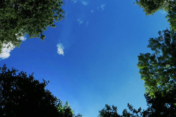 Natural background, view from below: trees stretch up to the blue bright sky. Tree tops viewed from below.