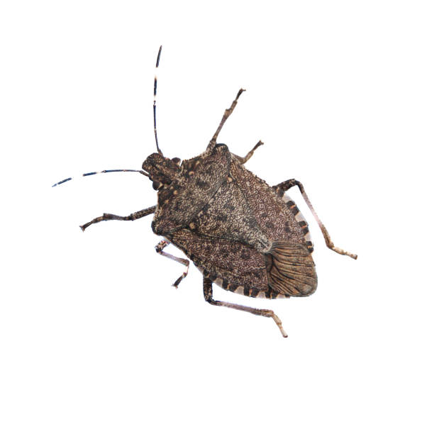 istock Brown marbled stinkbug close-up Isolated on a white background 2162043405