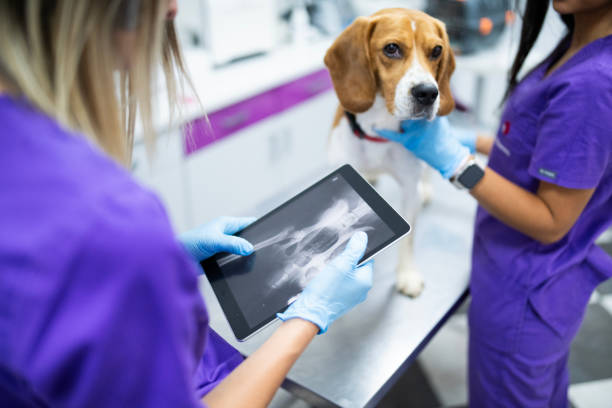 Shot of two female vet doctors looking at an x ray image of a beagle dog on digital tablet.