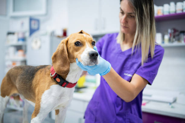 istock Veterinarian examining a dog. 2162043608