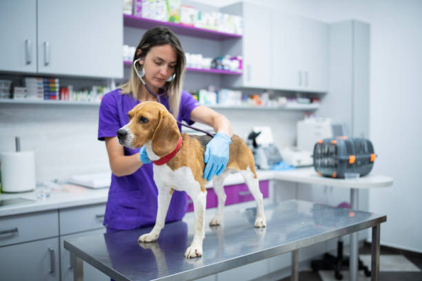 istock Vet doctor examining a dog. 2162043621