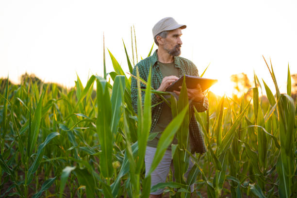istock Smart Farming. Farmer Uses Tablet in Corn Field at Sunset. 2162044074