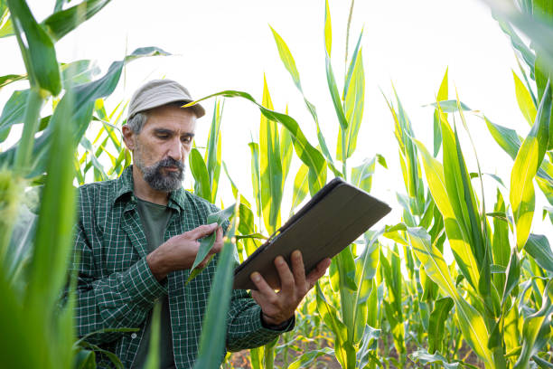 istock Smart Farming. Farmer Uses Tablet in Corn Field at Sunset. 2162044090