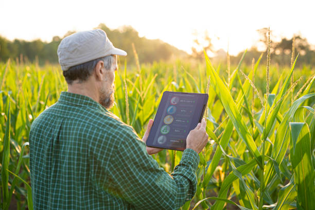 Smart Farming. Farmer Uses Agro App on Tablet in Corn Field at Sunset.