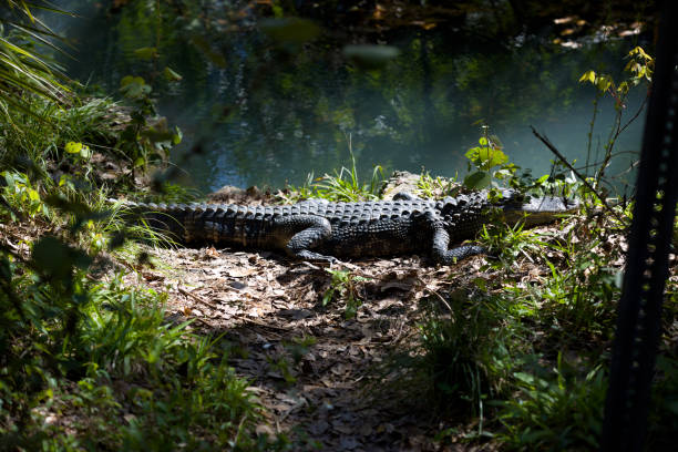 istock Alligator in the wild 2162044376