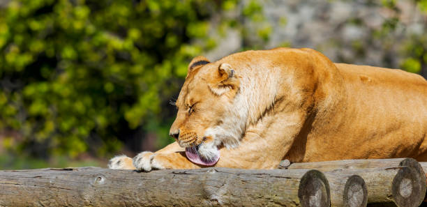istock Lioness Grooming on Wooden Perch 2162047632