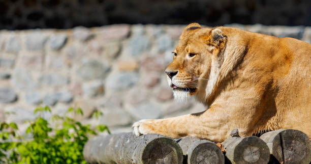 istock Lioness Resting on Wooden Platform 2162047635