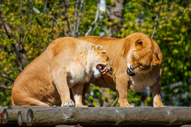 istock Lionesses Snarling on Wooden Perch 2162047640