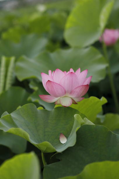 istock Japanese lotus 2162047644