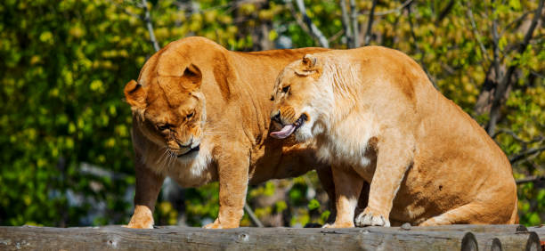 istock Lionesses Snarling on Wooden Perch 2162047647