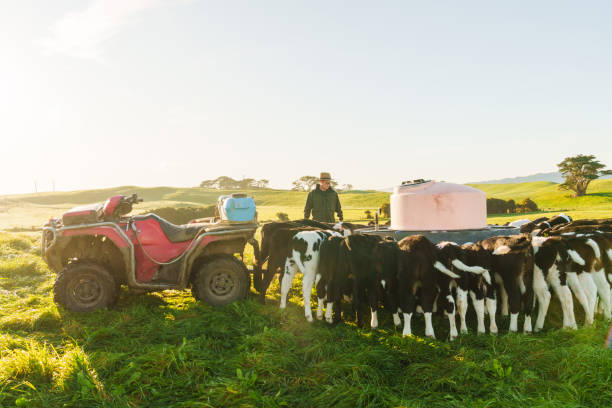 istock Feed pusher on a dairy farm with calves. 2162050360
