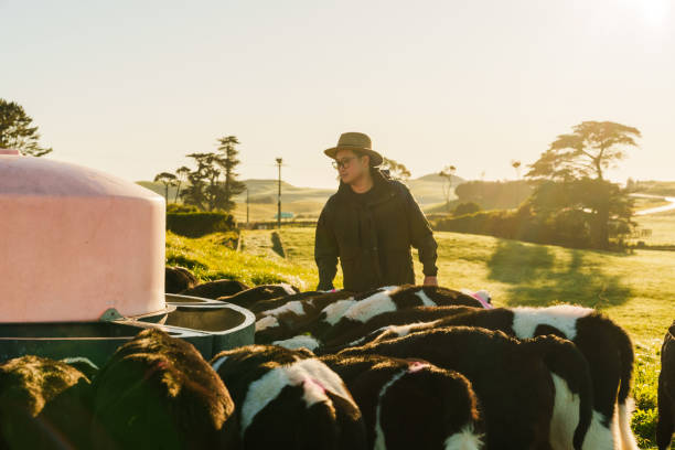 istock Nourishing nature, calves having milk. 2162050372