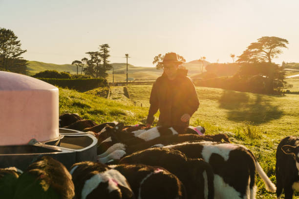 istock Dairy calves drinking milk. 2162050379