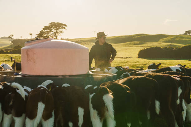 istock Farm fresh start, farmer feeding calves with milk. 2162050381