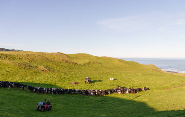 istock The cattle are all out to graze. 2162050550