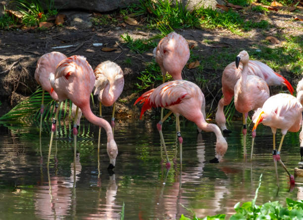 istock Pink Flamingos 2162053076