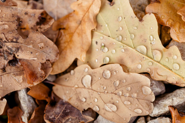 Autumn oak leaves with rain drops close up background.
