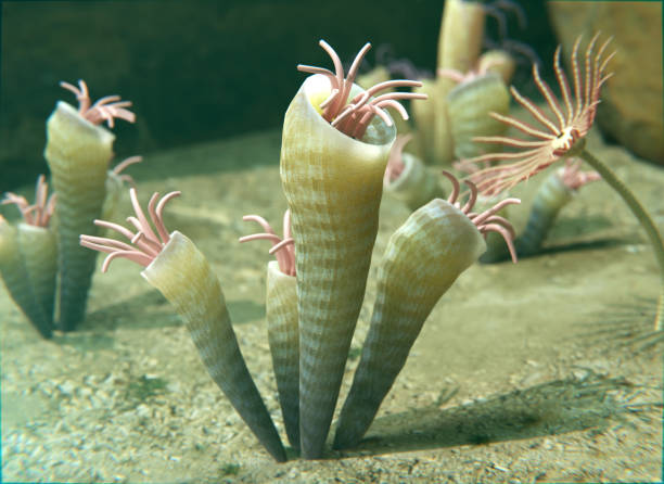 An illustration of the extinct Horn Coral Rugosa of the Silurian 418 million years ago.