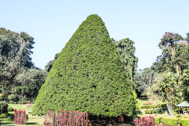 istock Sri Lanka Kandy Royal Botanical Gardens 2162054772