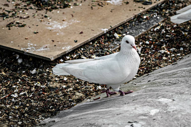 Close up image of white homing pigeon , selectively bred for its ability to find its way home over extremely long distances.