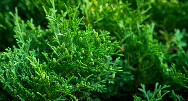 istock Green thuja in the park 2162059641