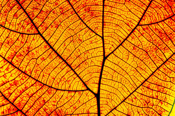 istock Old leaf transparance on back light and can see. like a vein. 2162060346