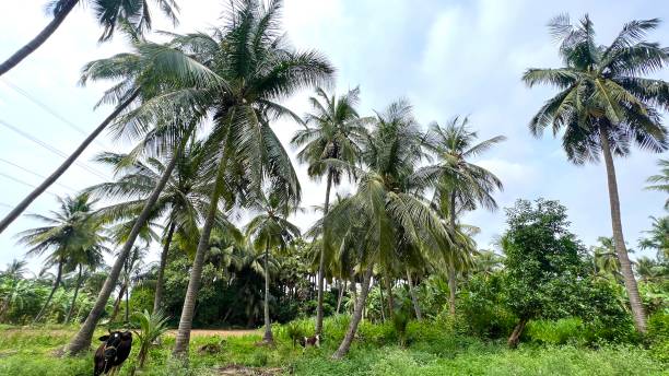 istock Coconut trees in the green fields with full of coconuts 2162060666