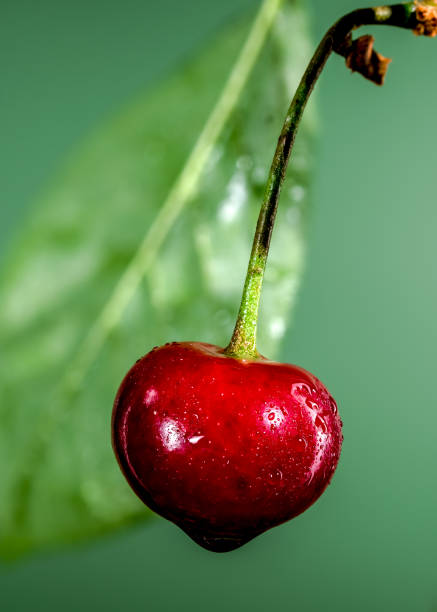 Beautiful Wild cherry on a green background. Flower head close-up.