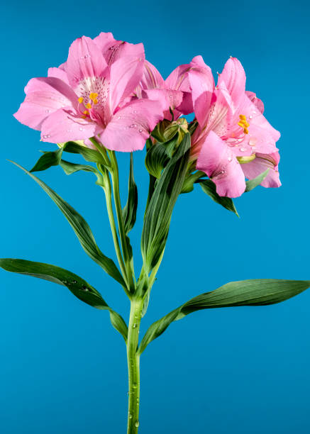 istock Blooming pink Alstroemeria on a blue background 2162060739