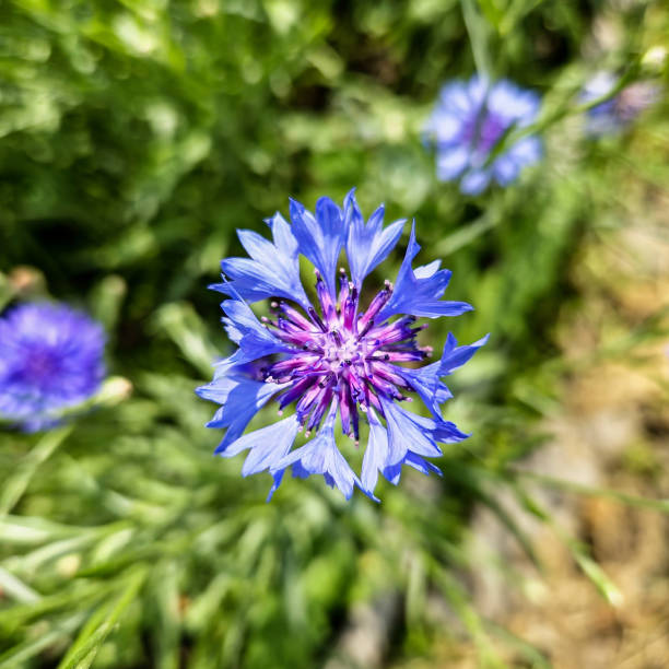Centaurea cyanus, commonly known as cornflower or bachelor's button, is an annual flowering plant in the family Asteraceae native to Europe. Selective focus.