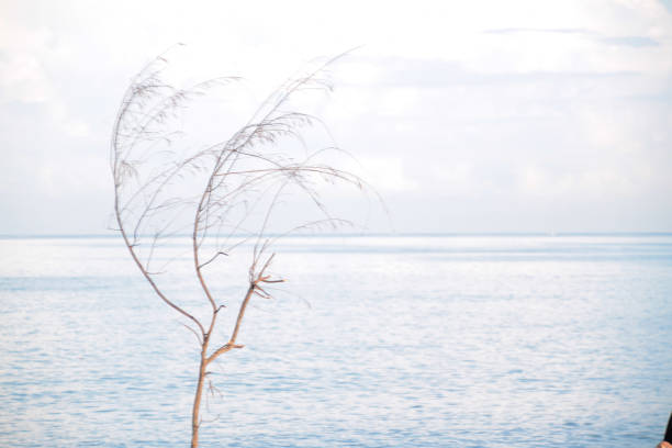 A windswept tree as the sun rises over the wast coast of Barbados at Cove Bay. The white coral rocks are lit by the emerging sun.