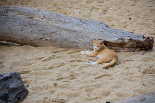 A ginger cat with white markings rests on a serene sandy beach, nestled between pieces of driftwood.