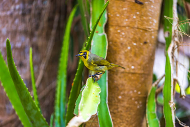 Ogasawara Islands, Hahajima, Meguro
