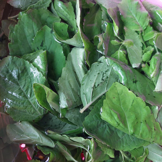 istock Fresh Holy Basil For Home Cooking 2162063903