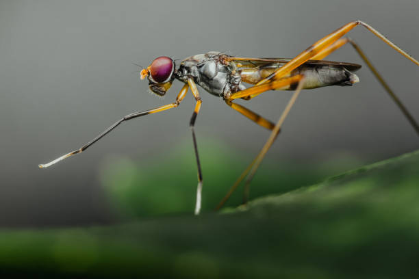 istock Close-up Stilt-legged fly on green leaf. 2162065498