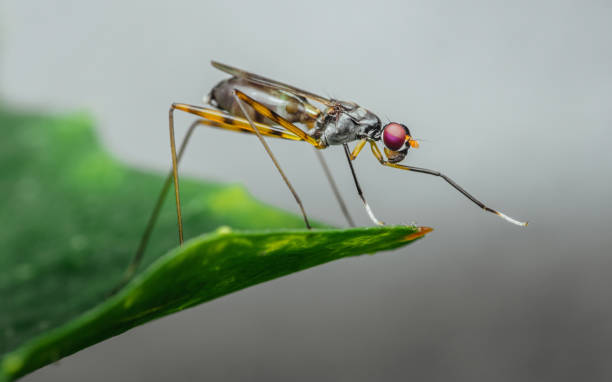 Close-up Stilt-legged fly on green leaf.