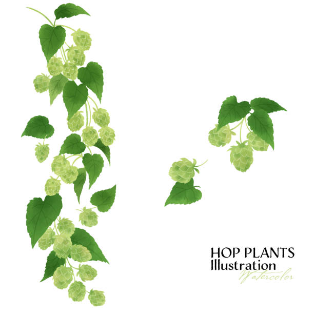 Illustration of various hops Hop berries painted in watercolor. Various layouts available. water colour beer hops stock illustrations