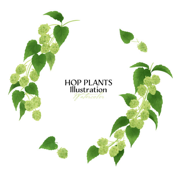 Illustration of various hops Hop berries painted in watercolor. Various layouts available. water colour beer hops stock illustrations