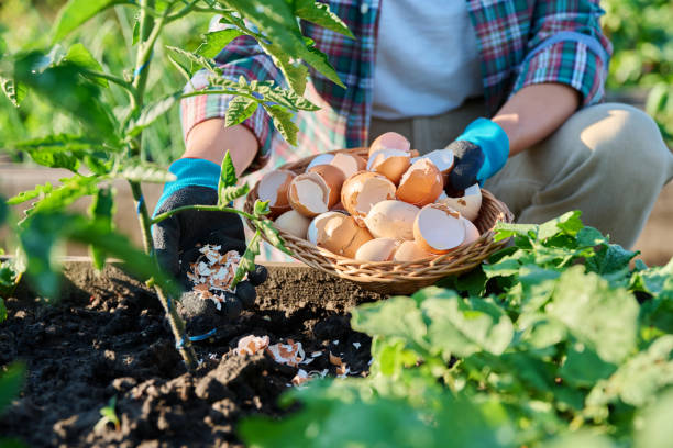 Fertilizing tomato plants with eggshells in raised garden box bed.
