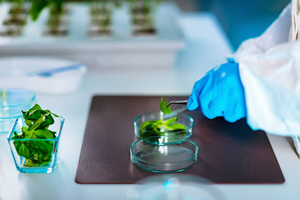 istock Plant laboratory. Biology technician working with plants 2162067002