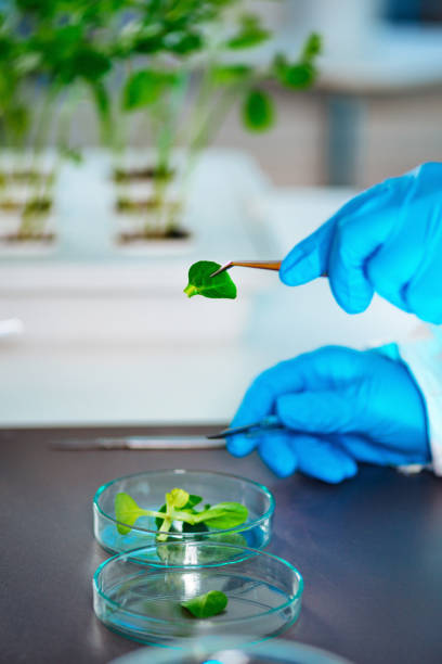 istock Plant laboratory. Biology technician working with plants 2162067007