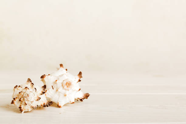 Sea shell
