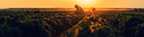 Farm worker using smartphone in cultivated soybean field in summer sunset