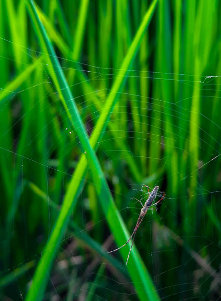 Tetragnatha extensa is a species of spider having an elongated body, up to 11 mm (0.43 in) long, and adopting a straight-line posture when alert. It lives in low vegetation in damp areas, and feeds on flying insects it catches in its webs