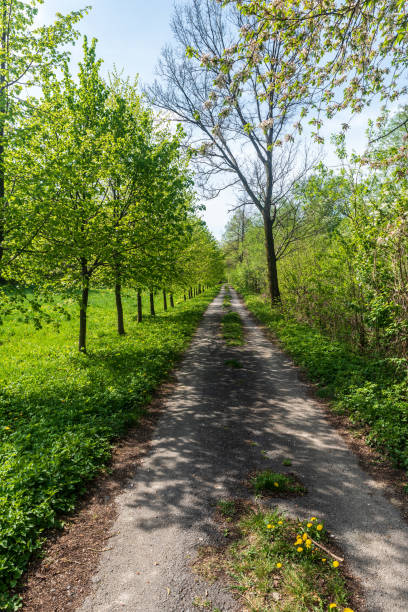 Dirt road with tree alley near Jindrichov village in Czech republic during beautiful springtime day with clear sky