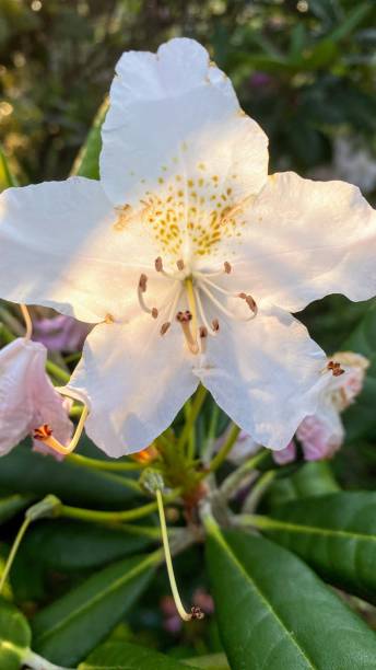 istock Flower of alpine rose 2162070177