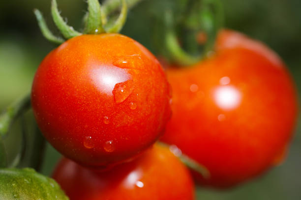istock Round red ripe organic mini fruit frutica tomatoes (Natural closeup macro photograph) 2162071046