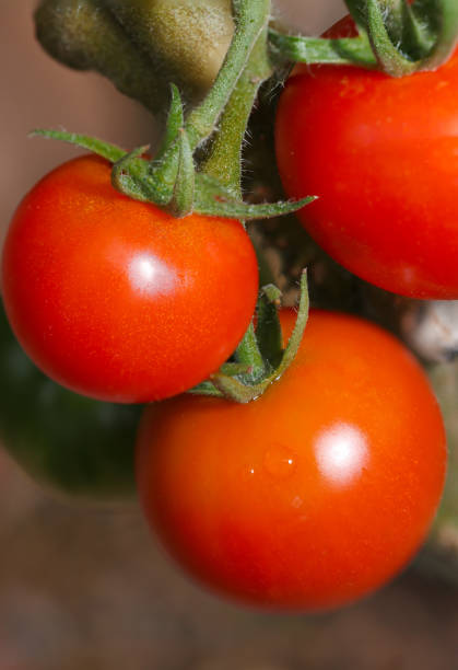 Round red ripe organic mini fruit frutica  tomatoes (Natural closeup macro photograph)